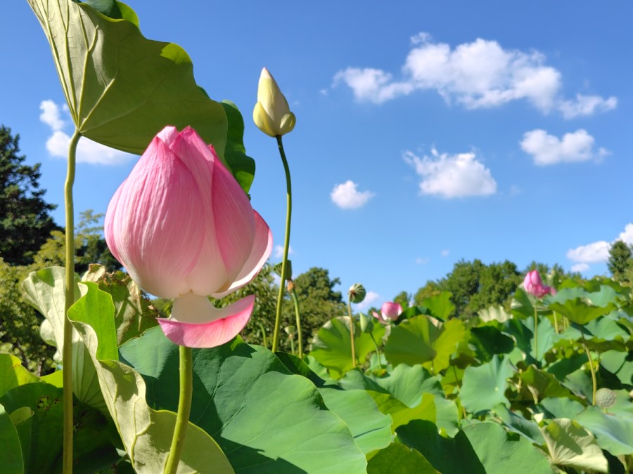 蓮の花